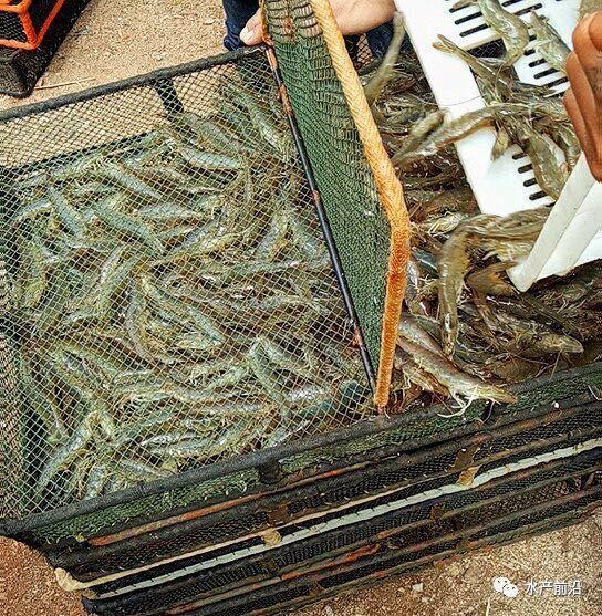 出蝦27斤/立方，連續(xù)三造成功后，工廠化養(yǎng)蝦在他看來并不難！