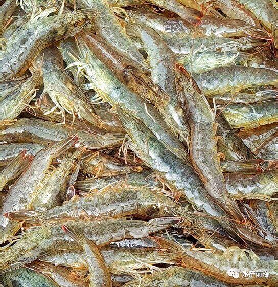 出蝦27斤/立方，連續(xù)三造成功后，工廠化養(yǎng)蝦在他看來并不難！